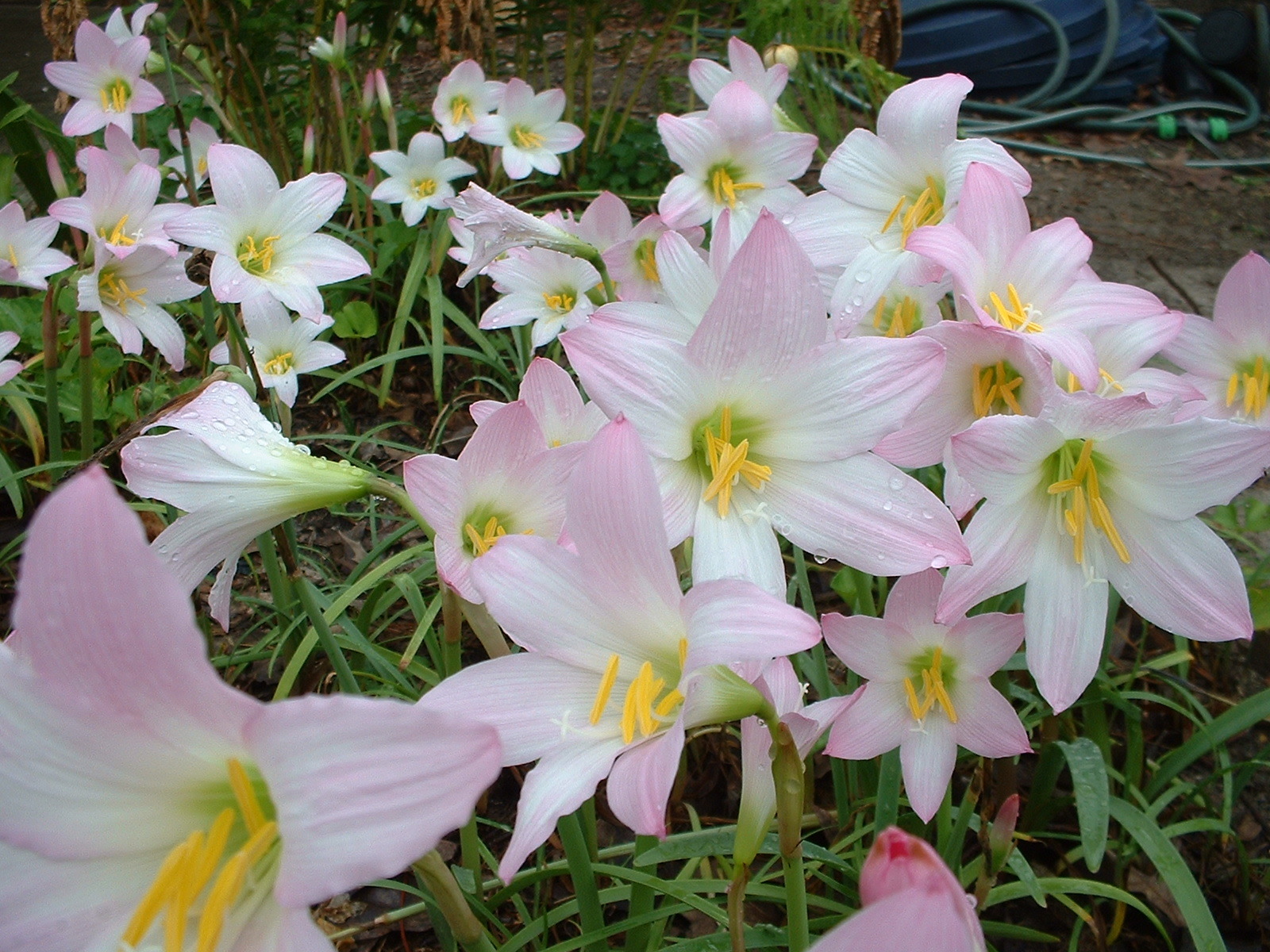 Rain Lily, Habranthus Robustus, 8 bulbs, zephyranthes