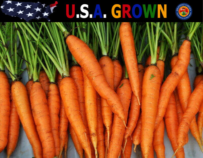4000 Imperator 58 Carrot Seeds Heirloom – Non-GMO – Always Fresh Seeds!