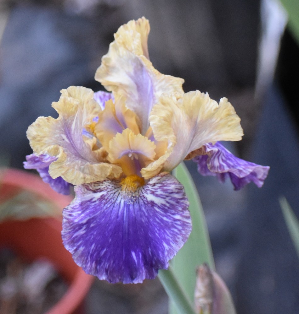 ‘Doe Z Doe’ IB Bearded Iris Rhizome PRE-SALE to Ship Aug/Sept