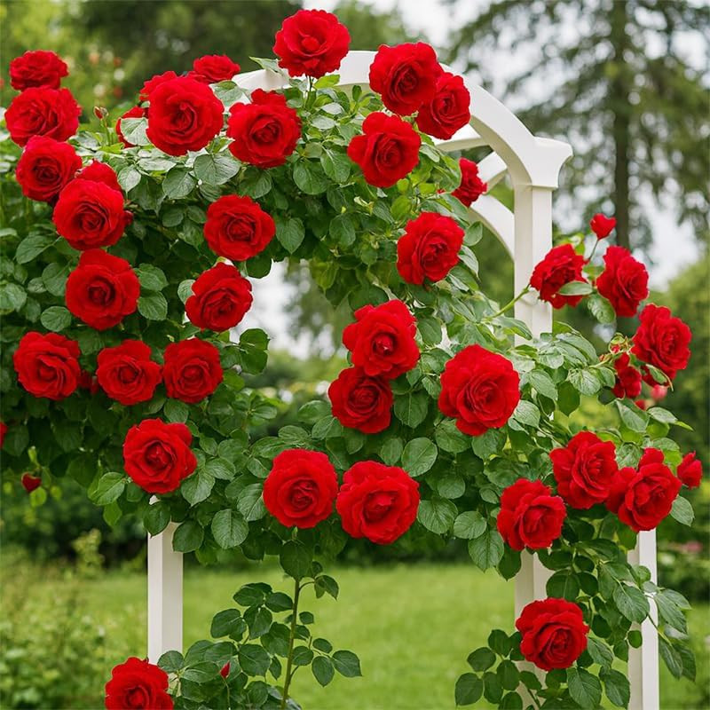 265+ Mix Rose Seeds for Planting in Ganden-Non-Gmo Heirloom Plant Climbing Rose