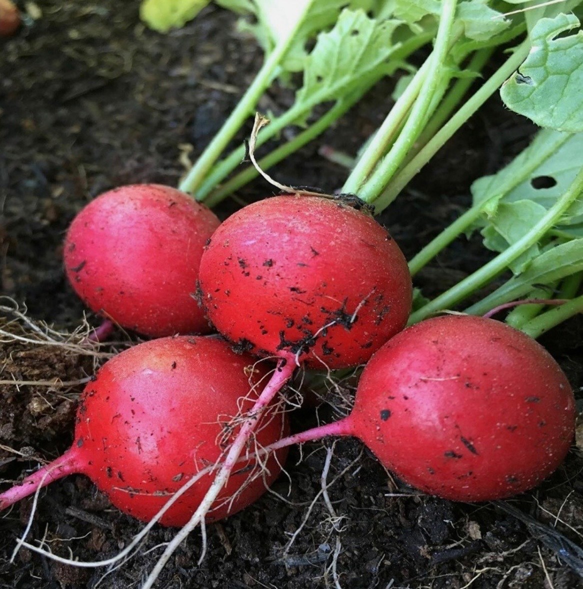Early Scarlet Globe Radish | 100+ Fresh Organic Seeds | Non-GMO, USA Seller 🇺🇸