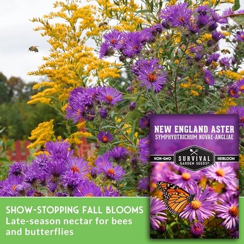– New England Aster Seeds for Planting | Native Purple Perennial Wildflower 1