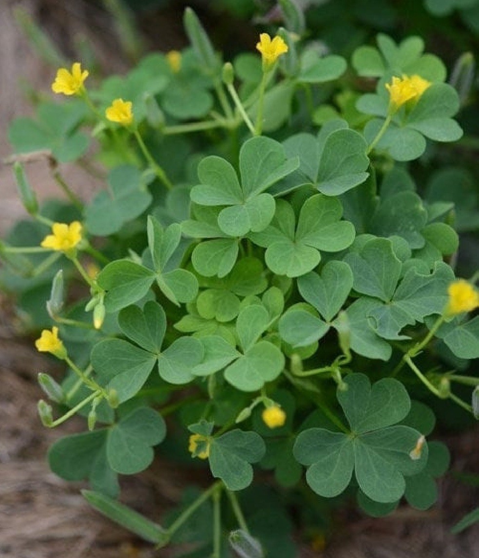 Common Yellow Wood Sorrel, Oxalis (Oxalis stricta) SEEDS