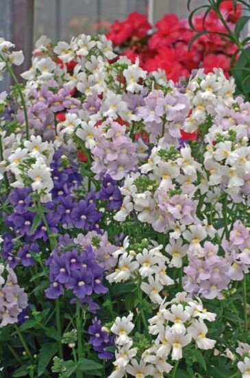 Nemesia Poetry Perennial Mix 200 seeds fresh organic ships same day