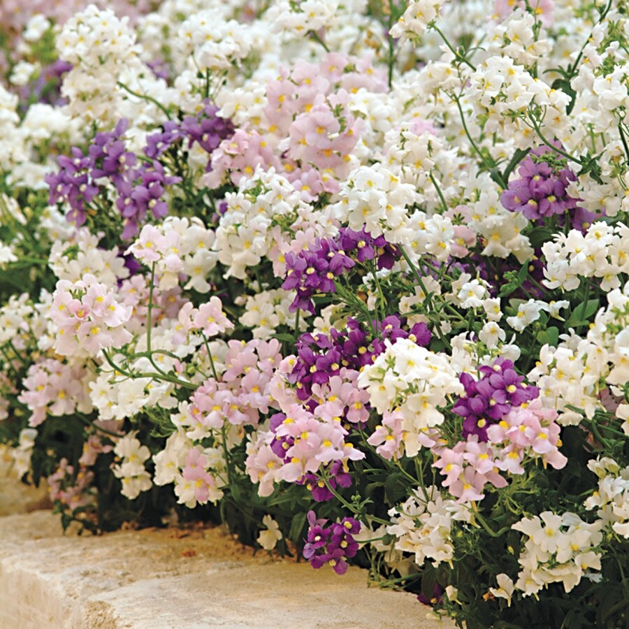 Nemesia Poetry Perennial Mix 200 seeds fresh organic ships same day