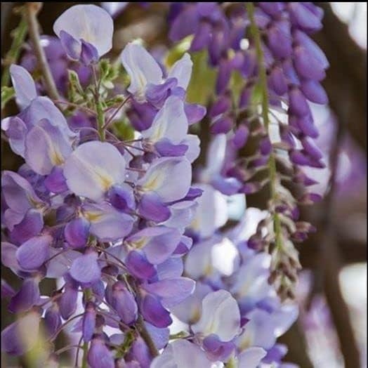 “10pcs Japanese Wisteria Floribunda Purple Ornamental Vine Climber “