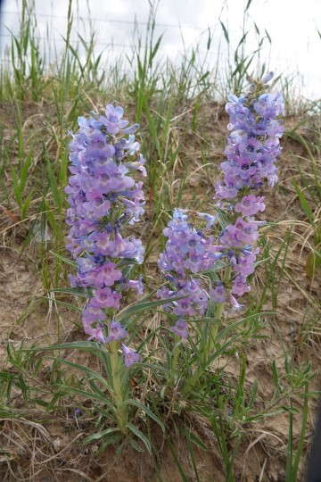 Penstemon angustifolius v. angustifolius | Rare | 10 Seeds