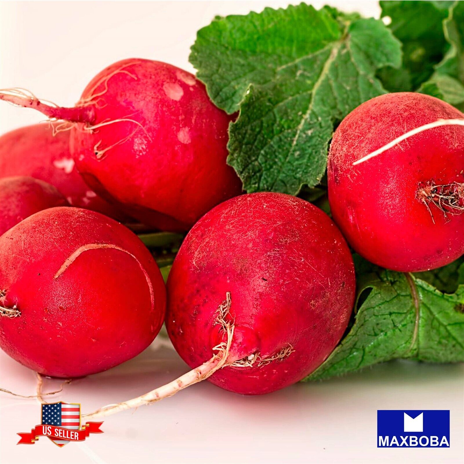 Radish Fresh Seeds – Champion Non-GMO Heirloom Garden Vegetable