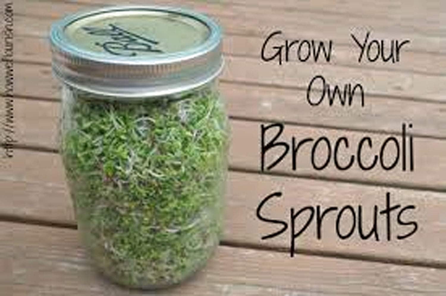 Broccoli Seeds for Sprouting Sprouts Microgreens 8 oz of Pure Seed. . Brand.