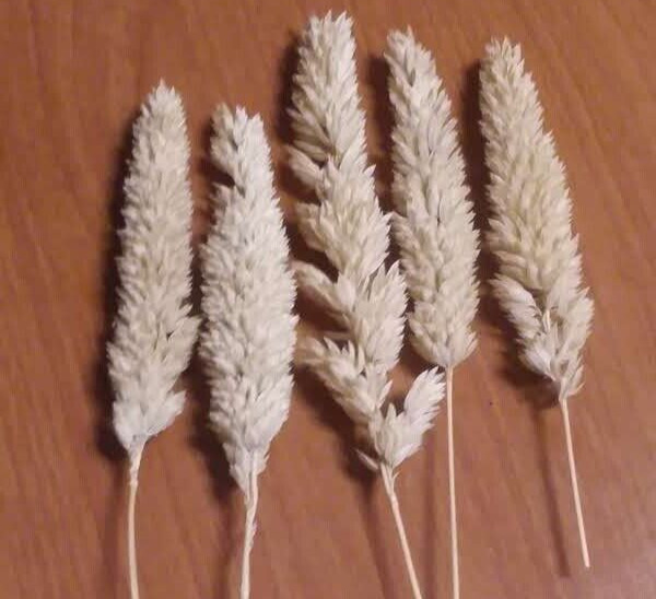 5g+ Phalaris aquatica seeds in chaff – Seedhead Chaff with Lots of Seeds