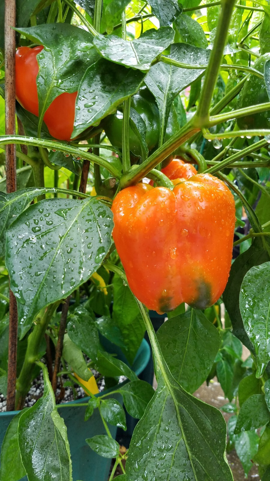 Orange California Wonder Bell Pepper Seed 20