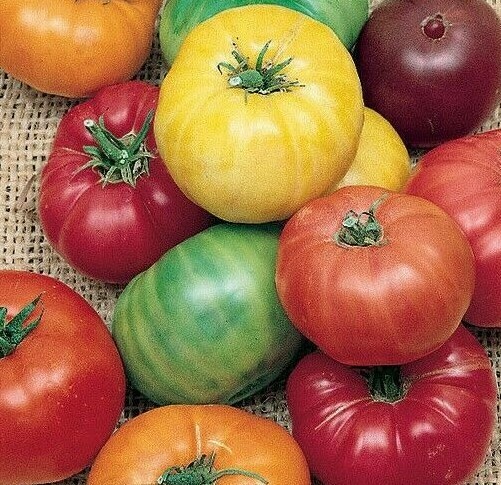 RAINBOW BEEFSTEAK MIX TOMATO SEEDS 50+ GARDEN vegetables SAUCE FREE SHIPPING