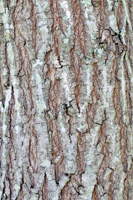 15 West Indies Mahogany Seeds, Swietenia mahagoni (Gathered 2023)