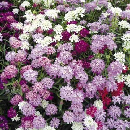 1000 CANDYTUFT Flower Seeds Iberis Umbellata Mixed Colors Ground Cover