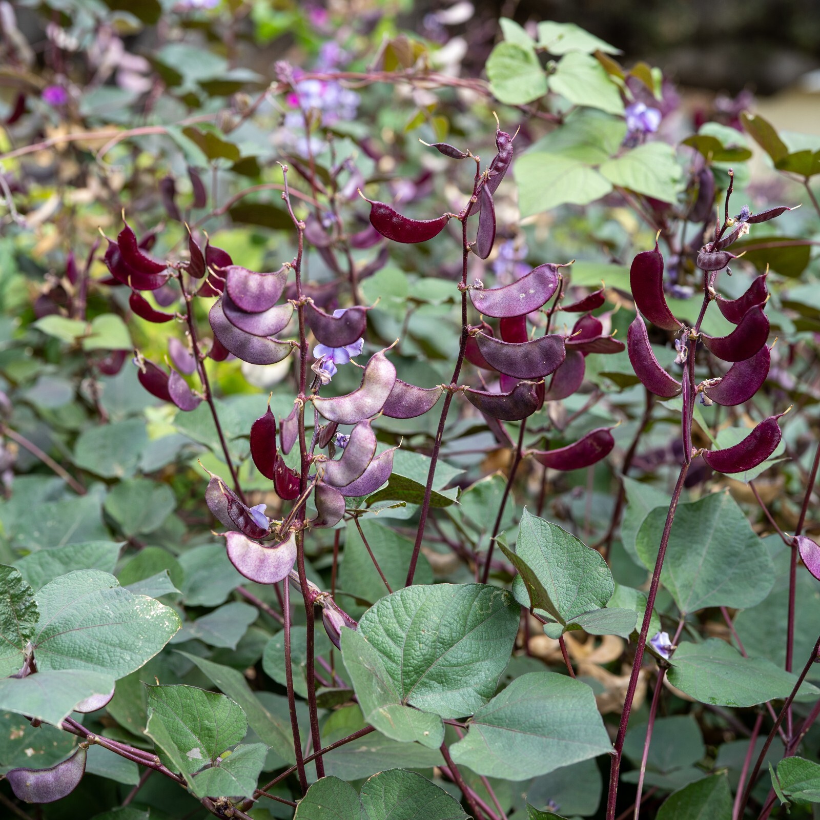 Hyacinth Bean Seeds Lablab Beans Asian Ruby Moon Purple Pod Heirloom NON-GMO USA