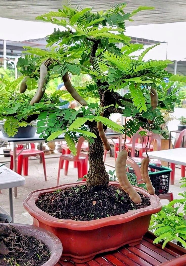 10 Tamarind Tree Seeds Tamarindus indica Tropical Fruit Flower Plant, Bonsai