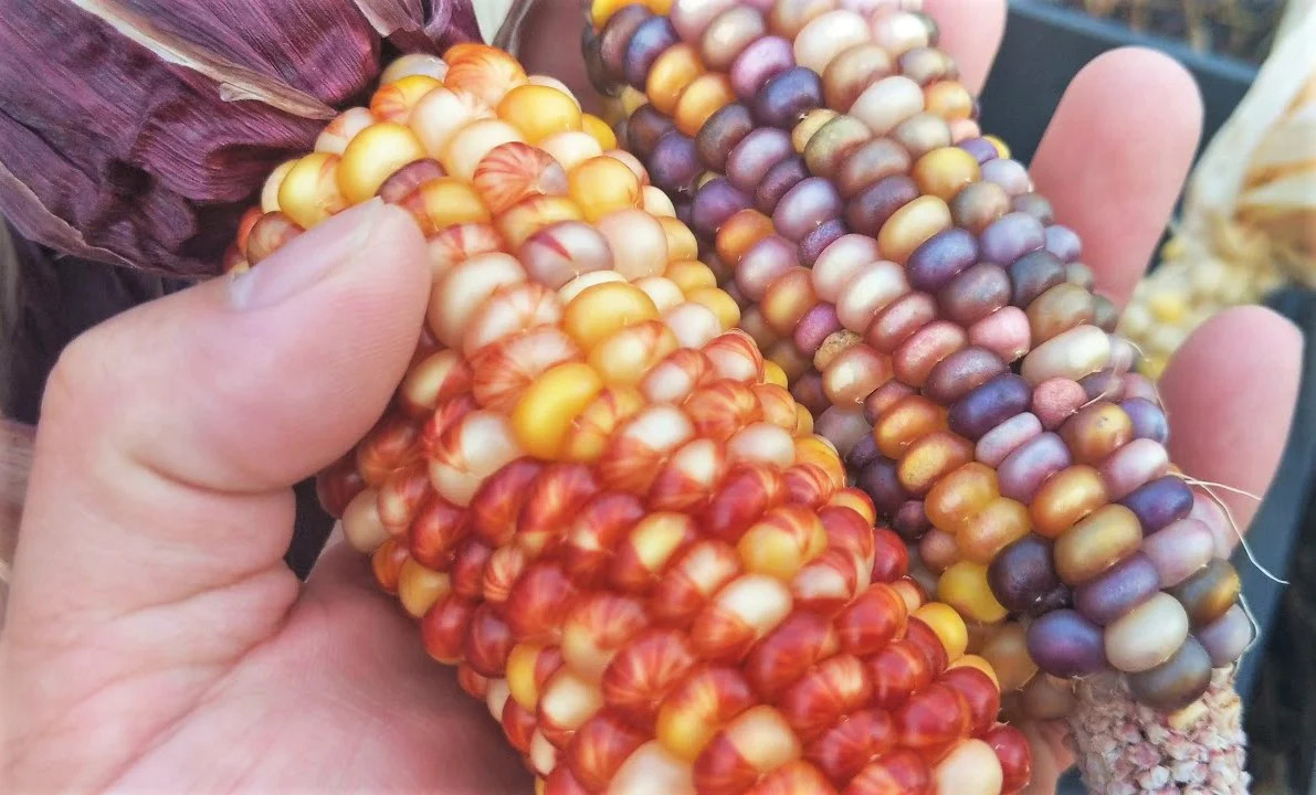 Seneca Red Stalker Ornamental Corn Seeds | Purple Red Husk Dent Indian Seed 2024