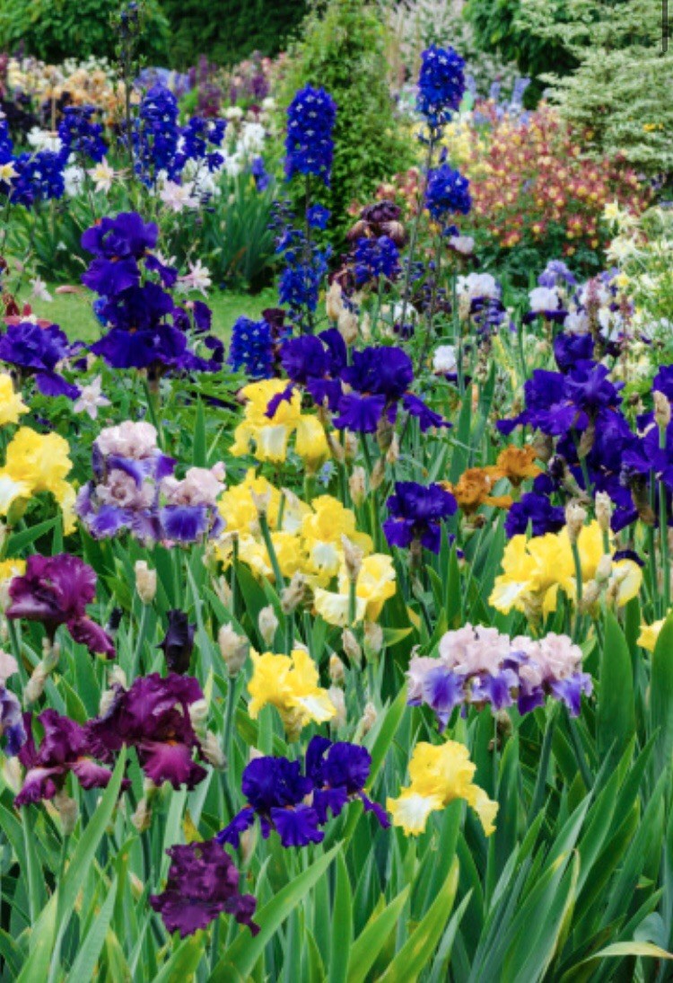 5x MIXED VARIETIES/COLORS BEARDED IRIS Bulbs/Rhizomes FRESH
