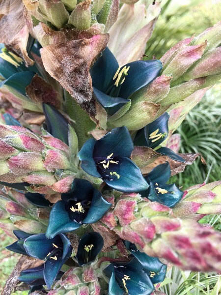 Puya alpestris | Sapphire Tower Bromeliad | 75 Seeds