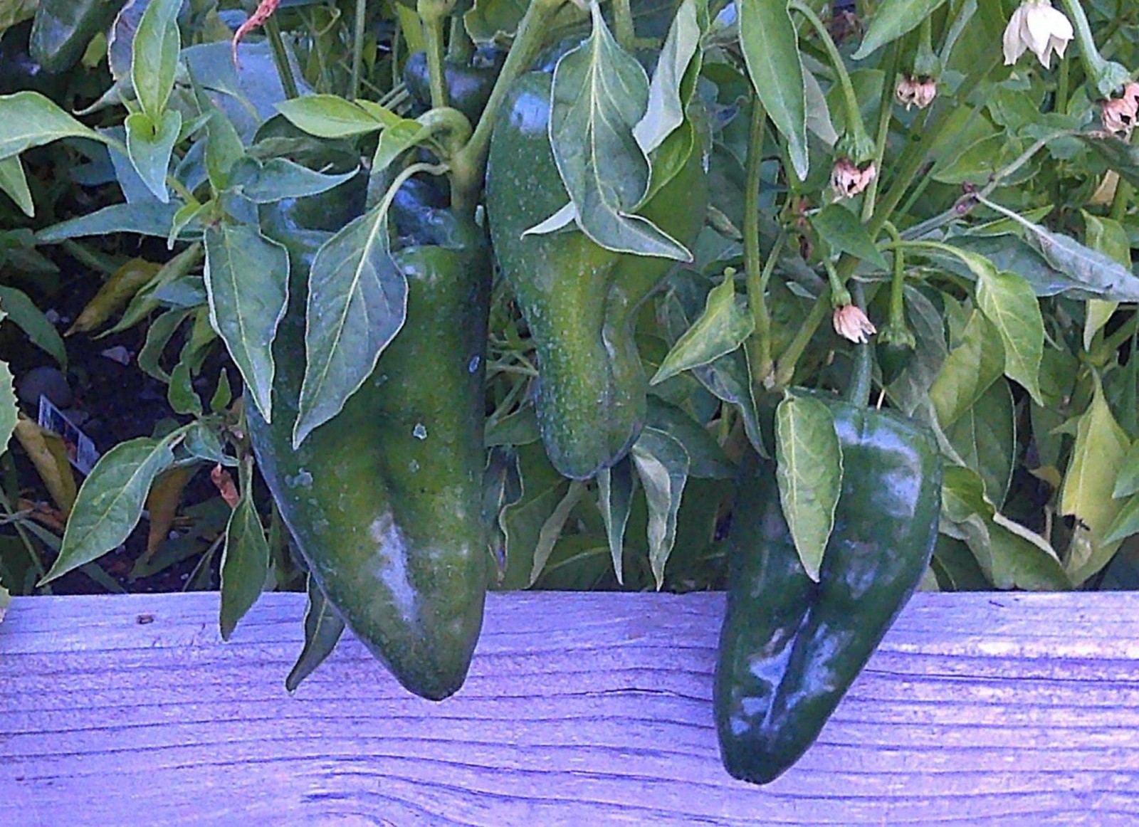 Ancho Grande Pepper Seeds Box Garden Seeds LLC Heirloom Easy Grow USA