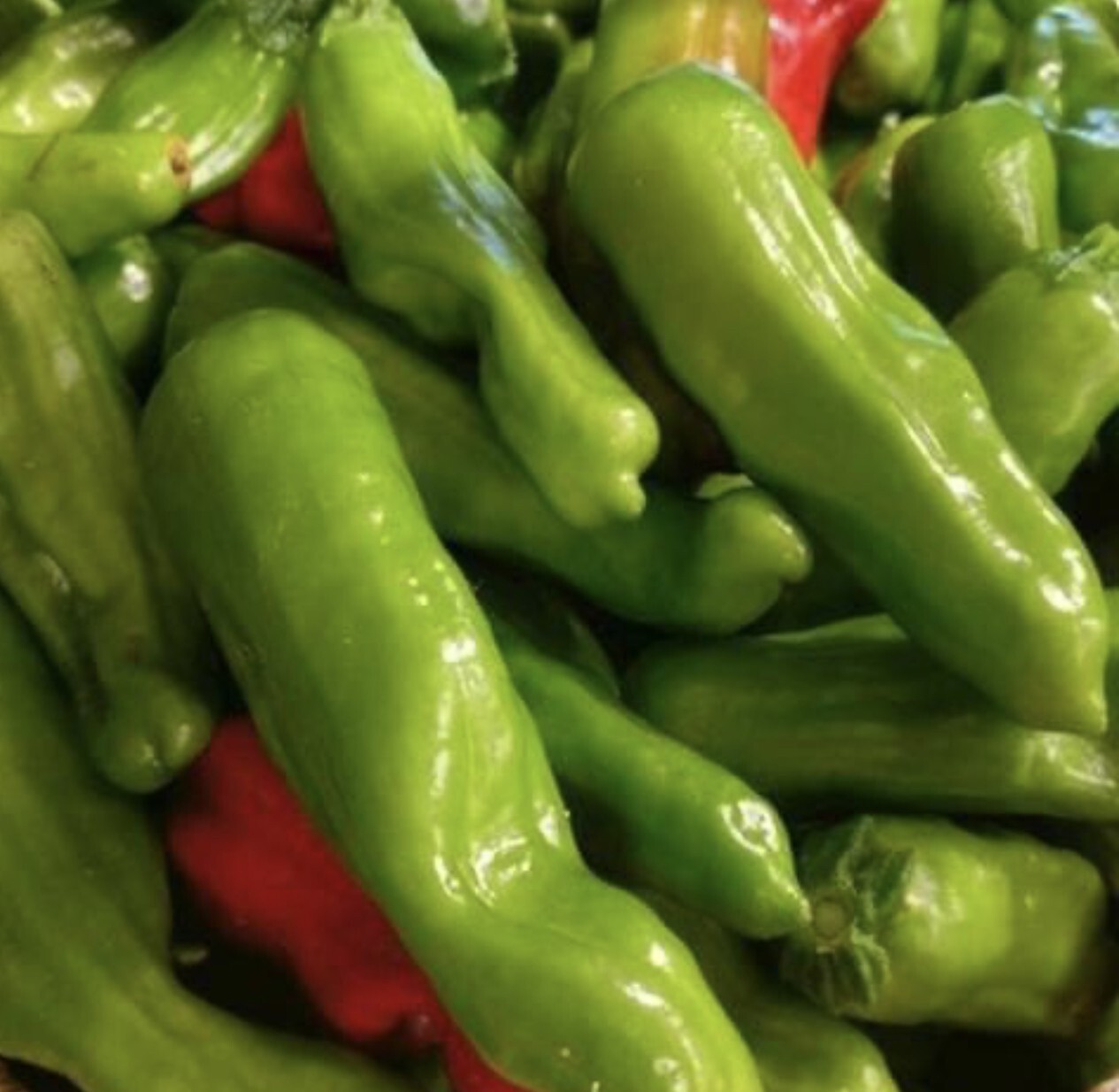 25 Fresh Heirloom Italian Pepperoncini Premium | NON-GMO | Pepper Seeds-B 38