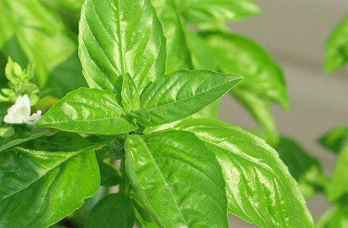 Basil Sweet Genovase 30,000 Seeds Heirloom Garden Herb Bulk Wholesale