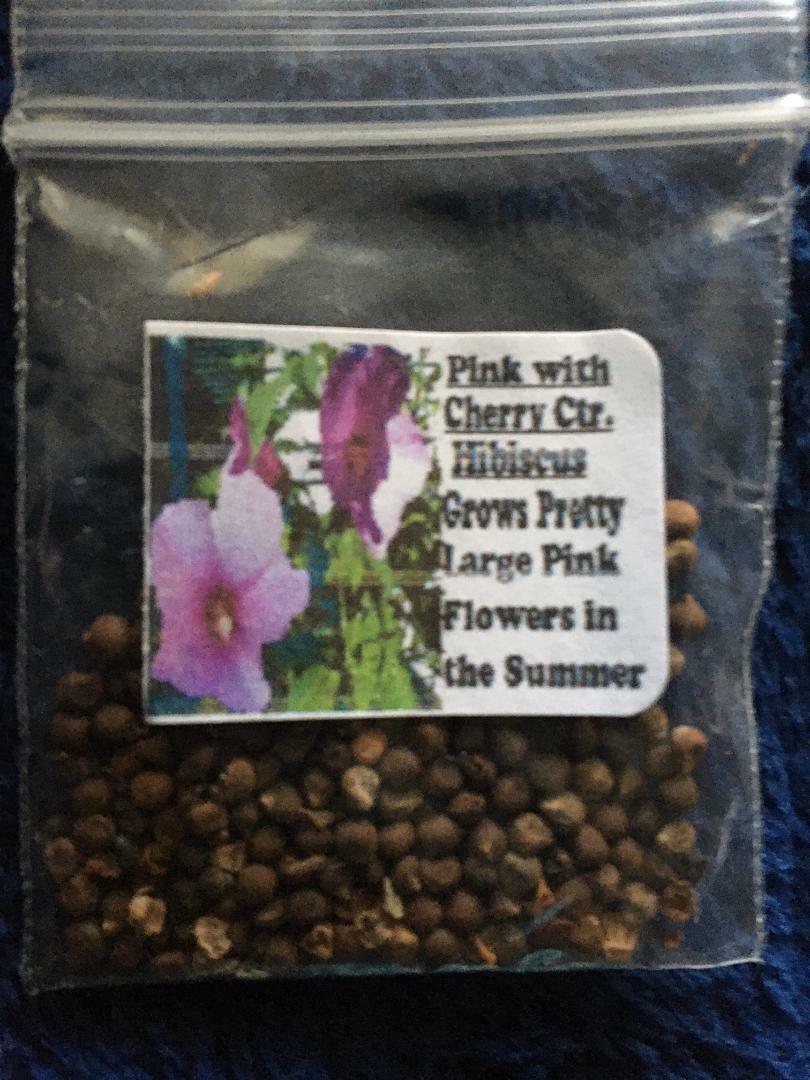 Pink Hardy Perennial Hibiscus Flower Over 100 + Seeds USA Home Grown