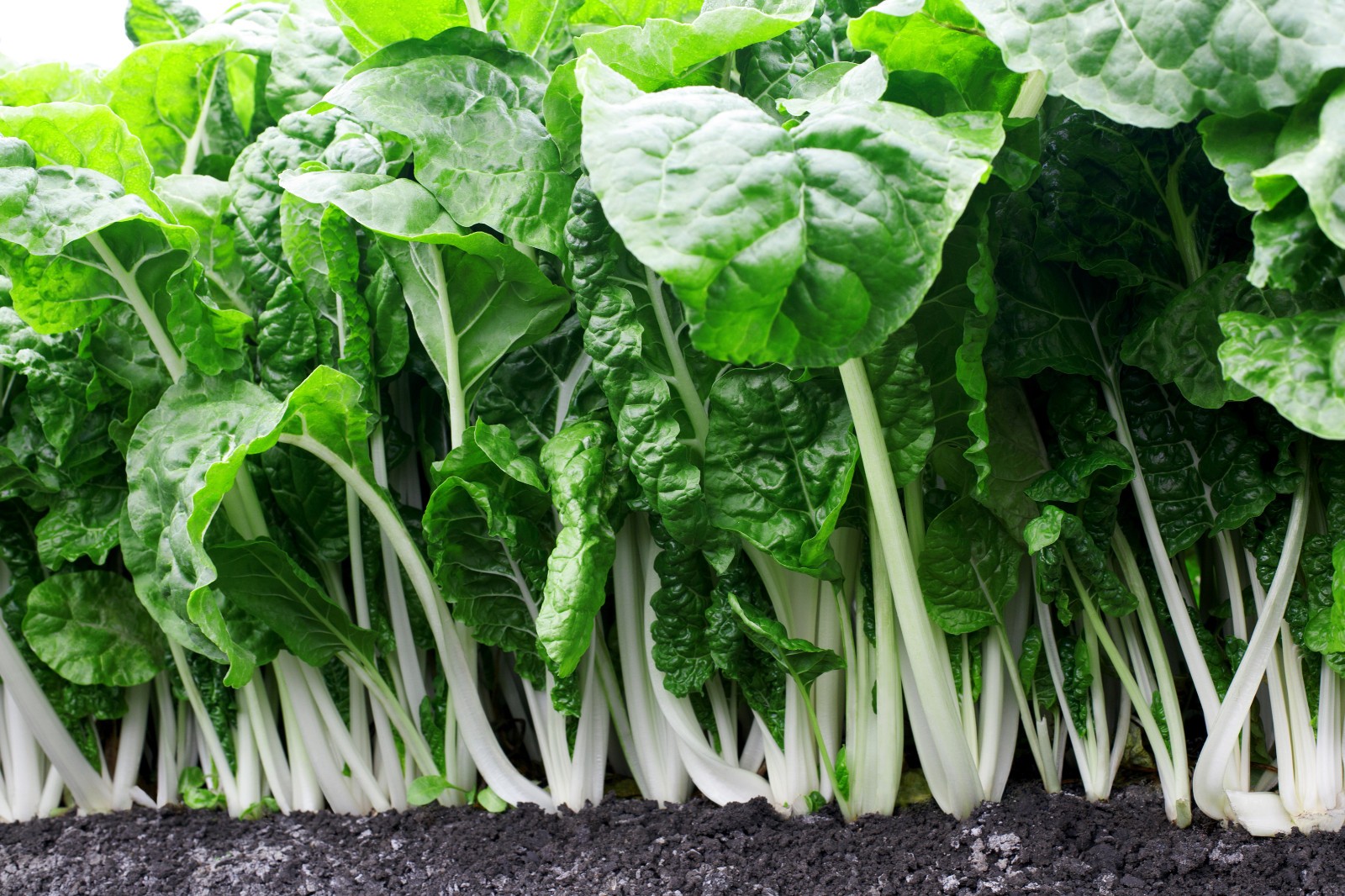 Fordhook Giant Swiss Chard Seeds (100) / EASY / FLORIDA GROWN / COLD TOLERANT