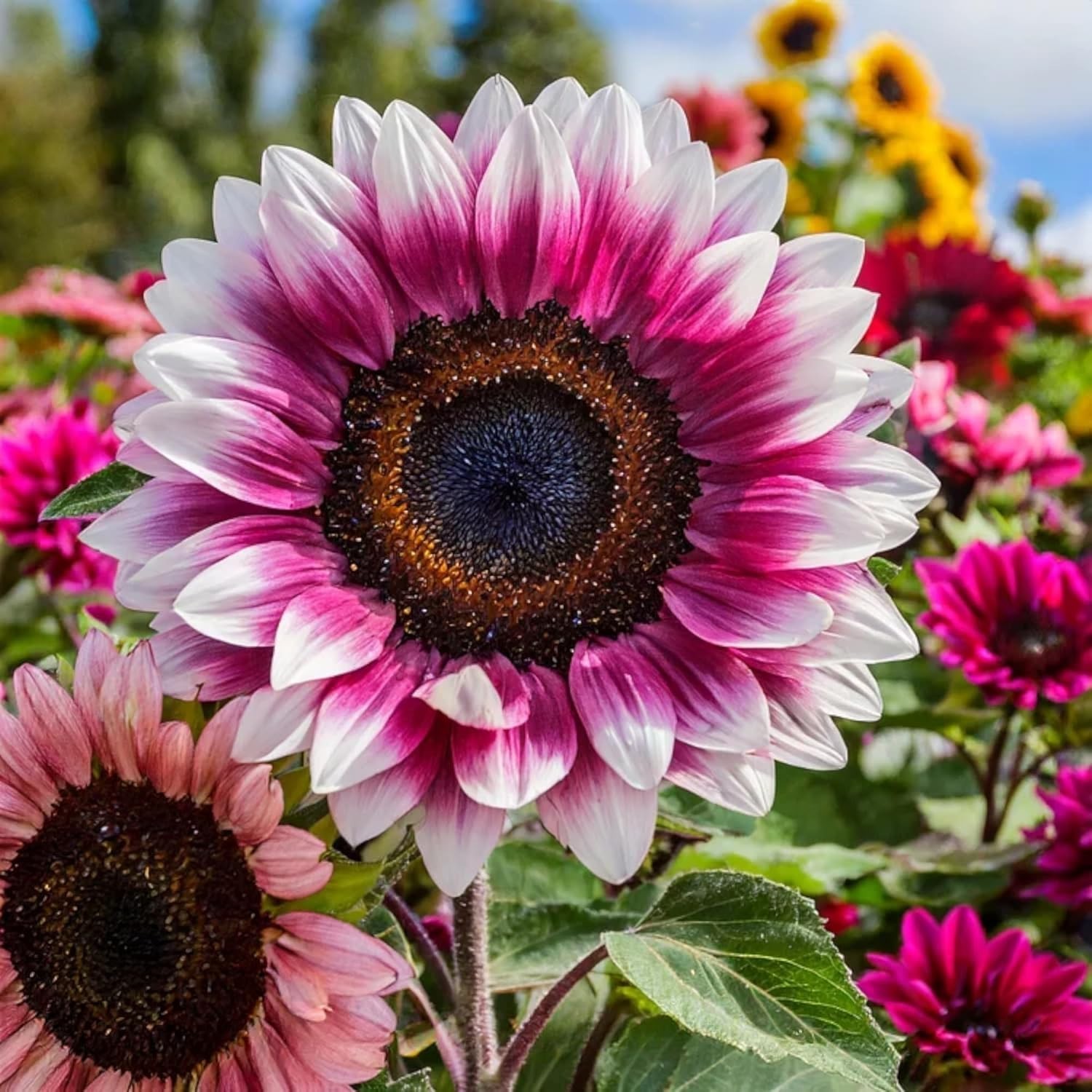 50 pcs Pink Sunflower Seeds Non-GMO Heirloom for Garden Flowers Outdoor