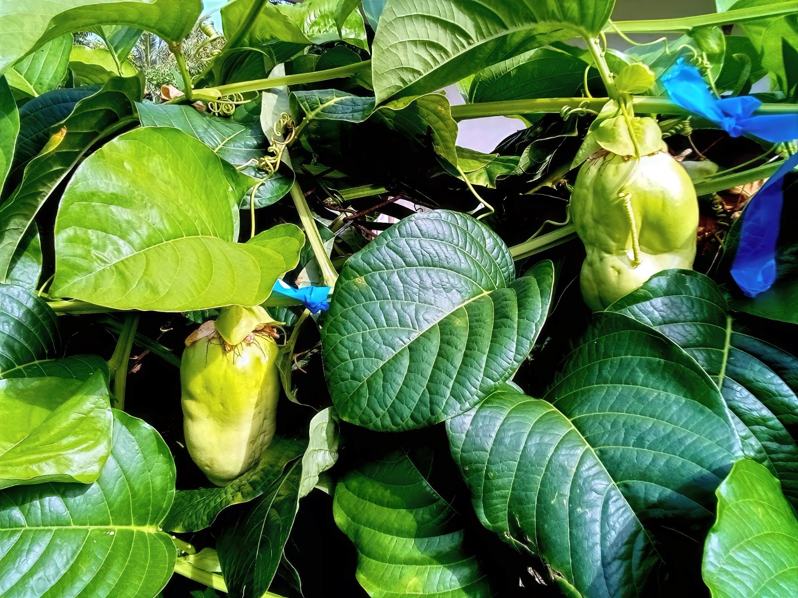 5 GIANT GRANADILLA SEEDS (Passiflora quadrangularis) Passionfruit Flower Plant