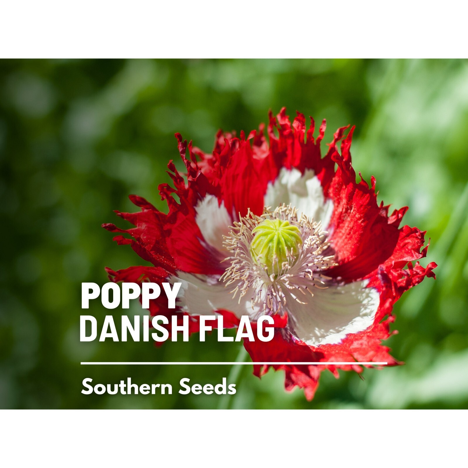 Poppy, Danish Flag – 100 Seeds – Heirloom Flower, Ruffled Red Petals, White Cros
