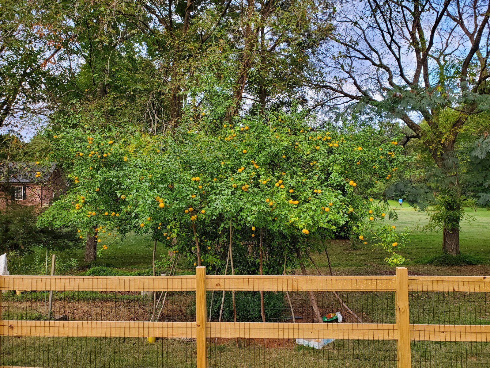 Hardy Orange 2025 Harvest Trifoliate Citrus ZONE 5 🍊🍊 100+ FRESH SEEDS!!!🍊🍊