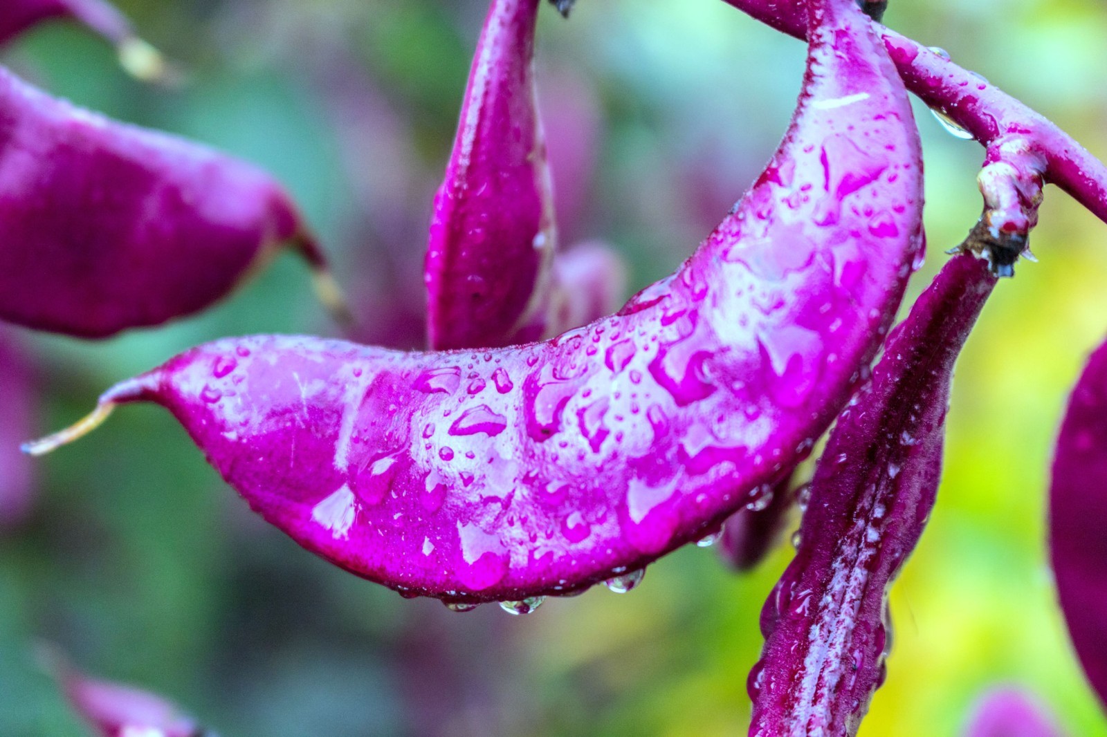 Lablab purpureus Hyacinth Ornamental Tropical Bean 10 Seeds Purple Flowers