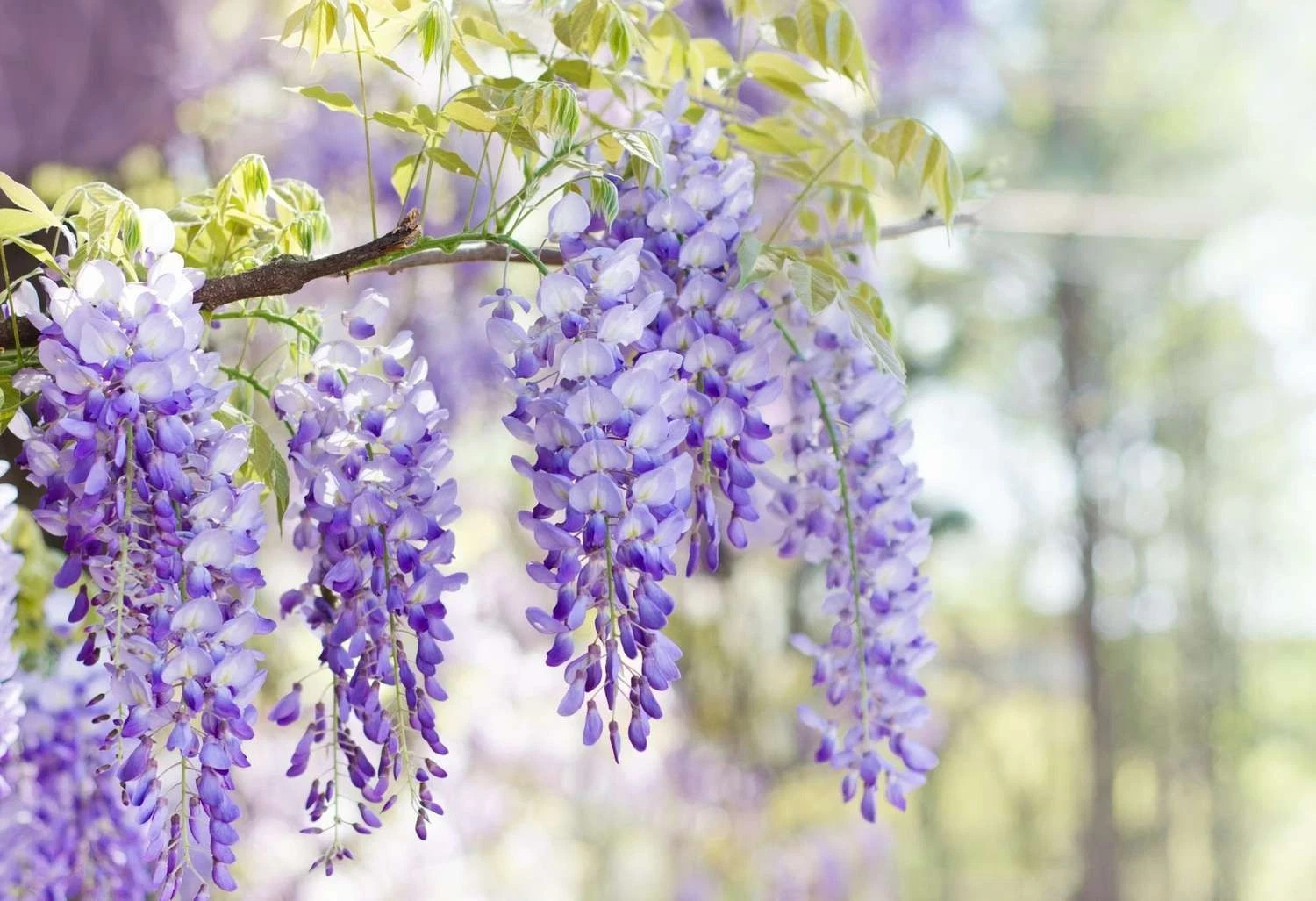100 JAPANESE WISTERIA Seeds Purple Floribunda Flower Vine Climber Bonsai Garden