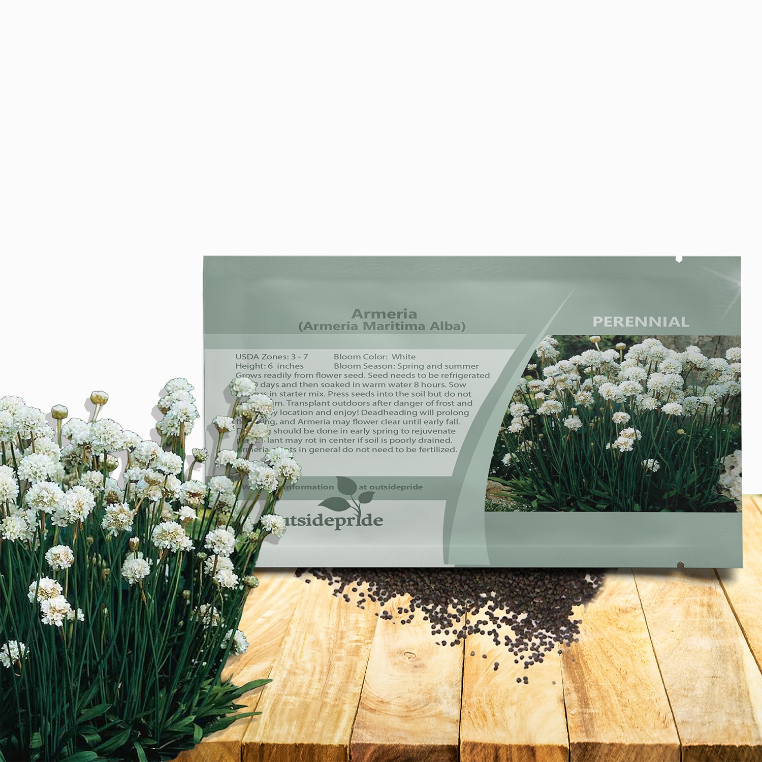 400 Seeds Armeria Maritima Alba Drought Resistant Garden Flower Plant Seed
