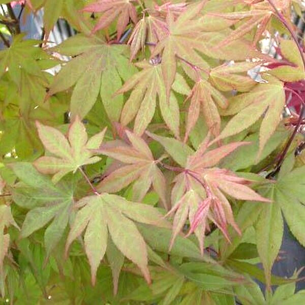 15 KURABEYAMA JAPANESE MAPLE SEEDS – Acer palmatum ‘Kurabe Yama’