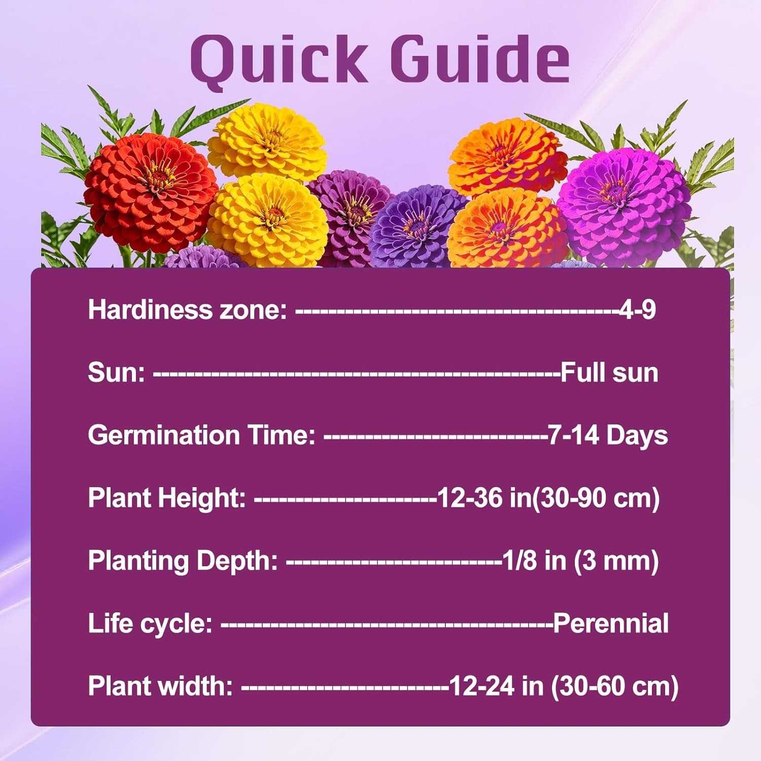 1000+ Untreated Zinnia Seeds – Mixed Colors for Quick Blooms in Full Sun