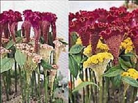 Celosia Bombay New Mix 100 seeds