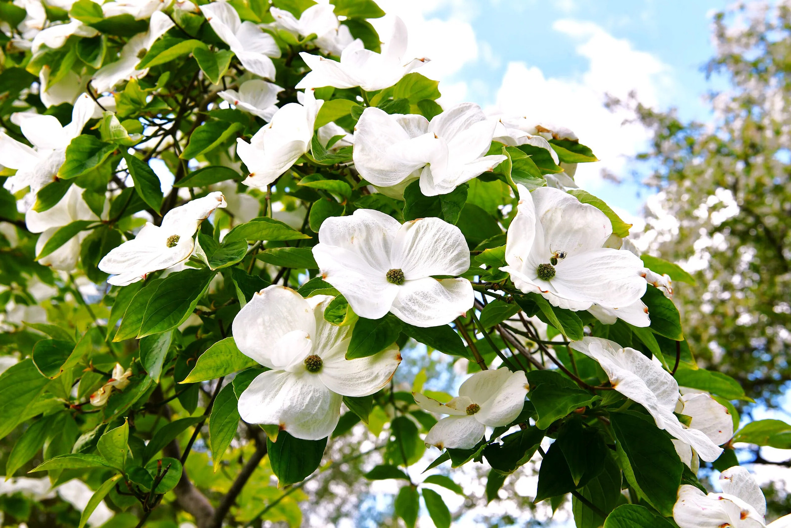 Flowering Dogwood Tree Seeds – For 2026 Planting Cornus Florida Northern White