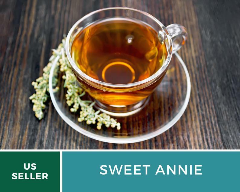 Sweet Annie – 50 Seeds – Medicinal Herb – GMO Free (Artemisia annua)