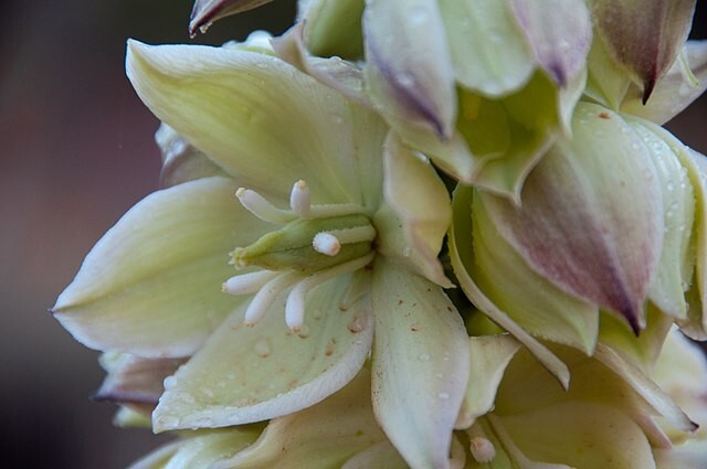 Yucca angustissima | Narrowleaf Yucca | 10 Seeds