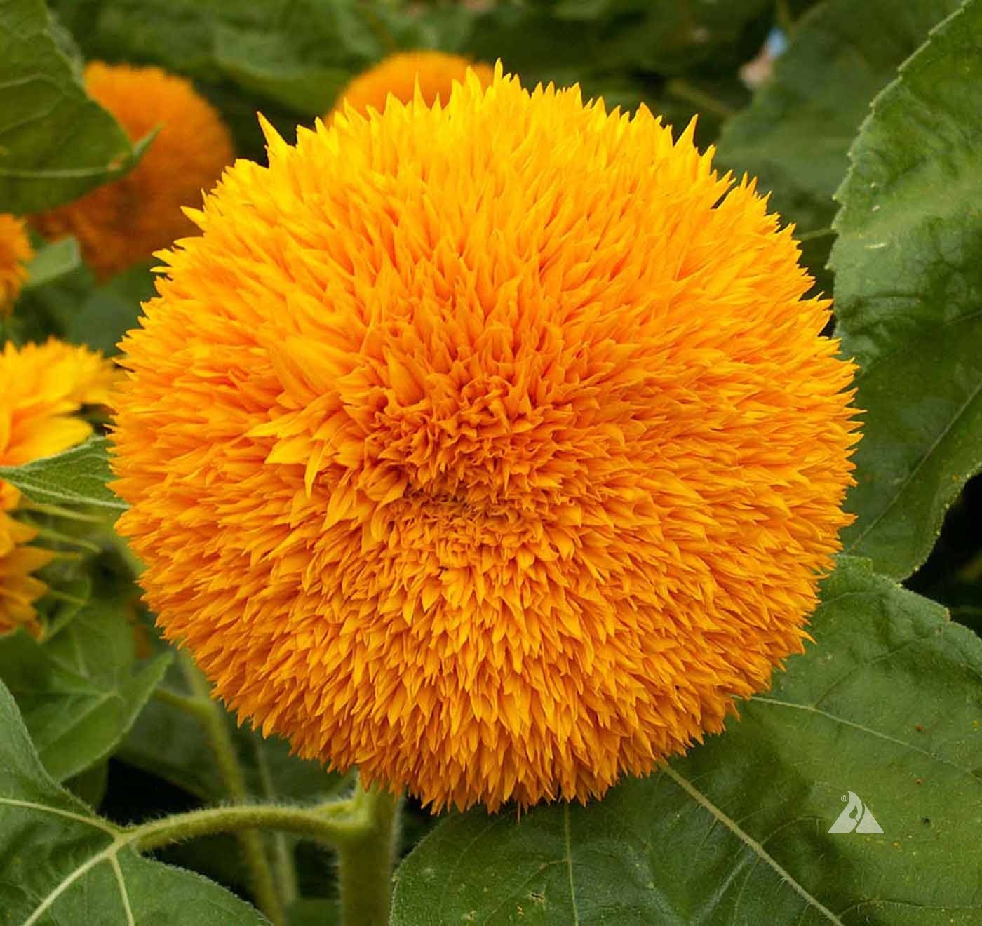 Dwarf Sungold Sunflower Teddy Bear Seeds Helianthus annuus Free Shipping!