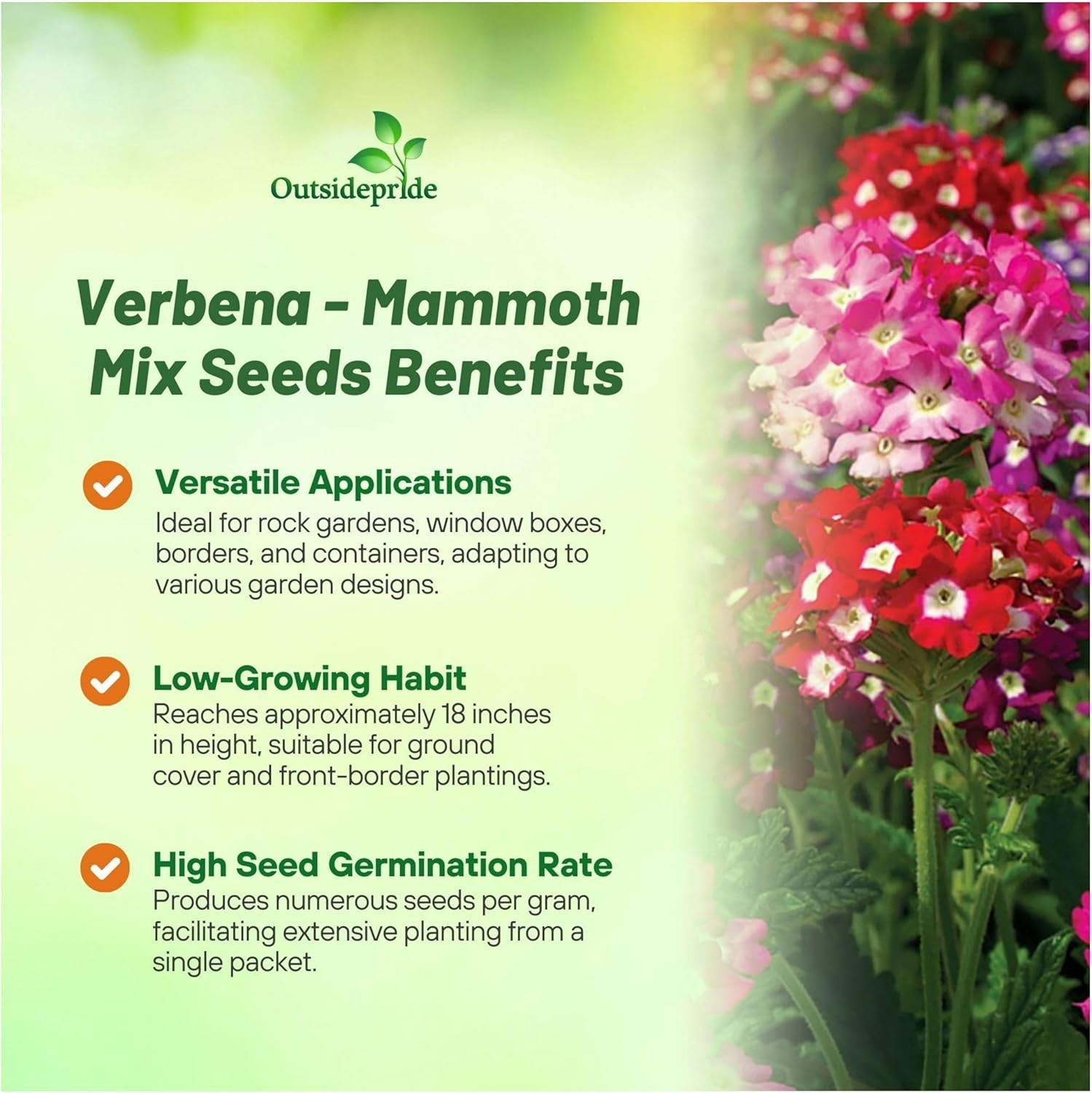 1000 Seeds Verbena Mammoth Flower Seed Mix – Annual Flowers
