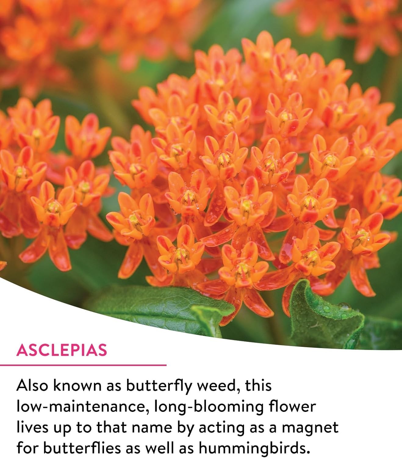 Attract Monarchs with Our 25,000 Non-GMO Wildflower Seeds – Spring Blooming Mix