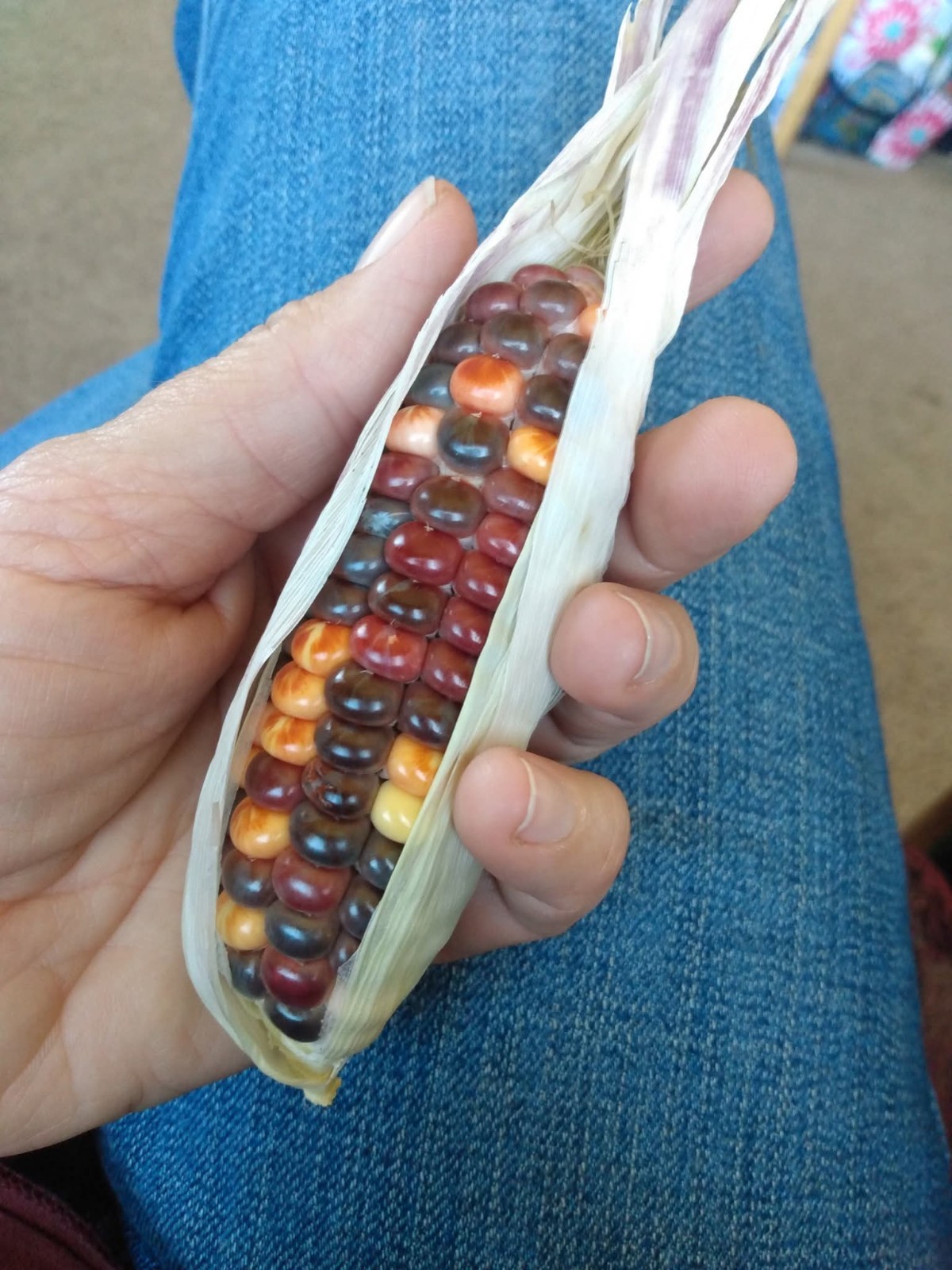 10 Painted Mountain Corn Seeds – Organic – RARE – Rainbow Non Gmo – Annual – USA
