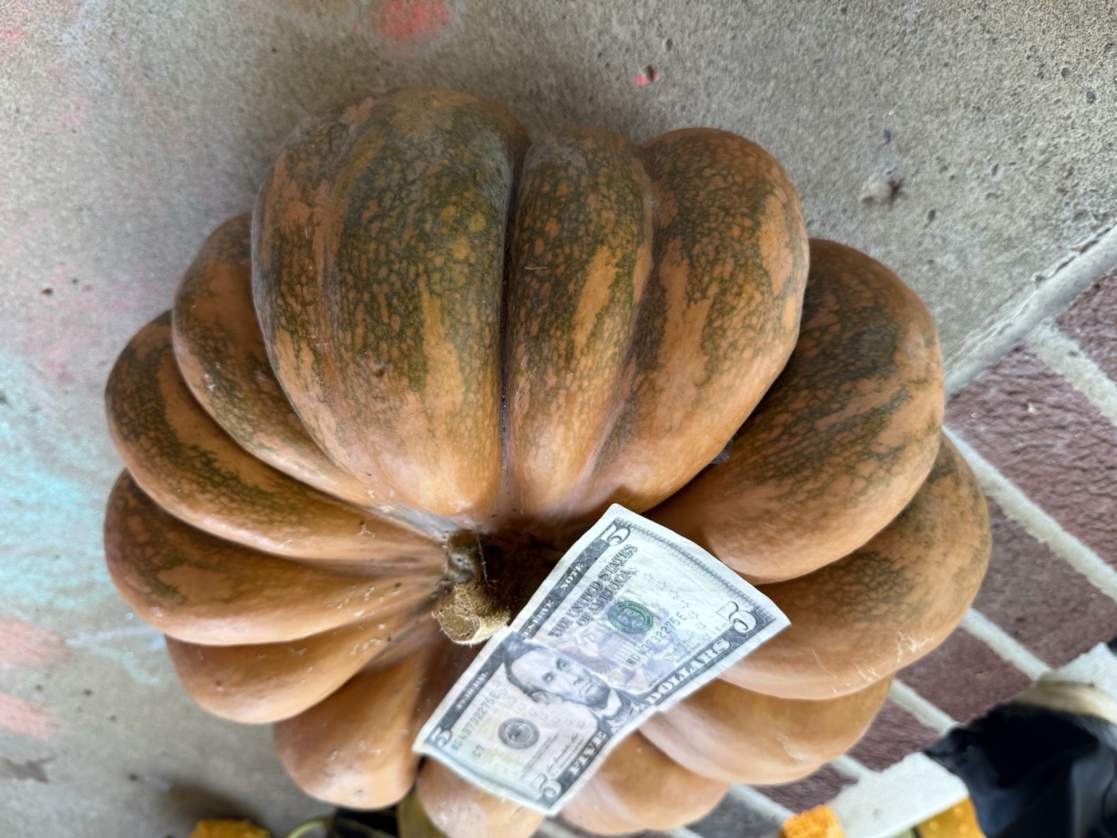 Seeds #1: Fairytale pumpkin seeds. Unique, Exotic, Rich, Ribbed, Brown Pumpkin