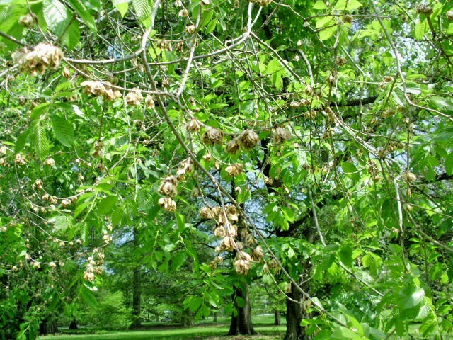 20 WILSON’S PROSPECTOR ELM SEEEDS Ulmus wilsoniana ‘Prospector’