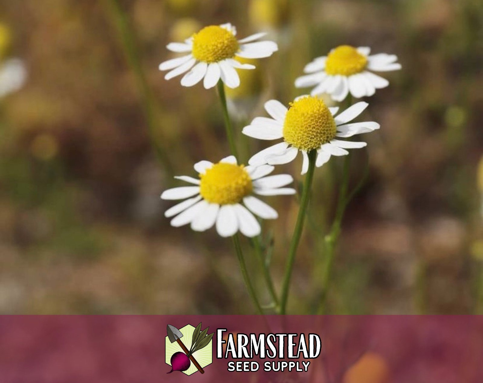 19,400+ Chamomile Seeds [German] Heirloom, Flower & Herb Pollinator Gardening