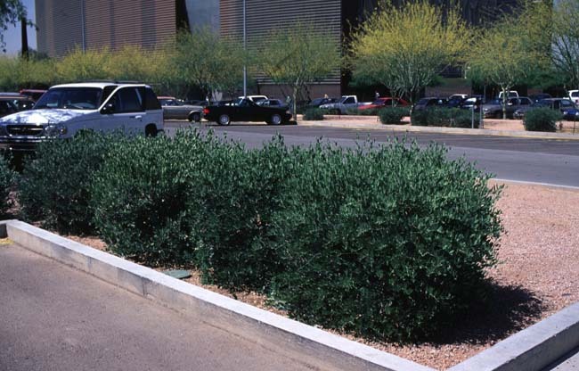 Jojoba, Simmondsia chinensis, Seeds (Edible, Long Lived Desert Shrub, Hedge)