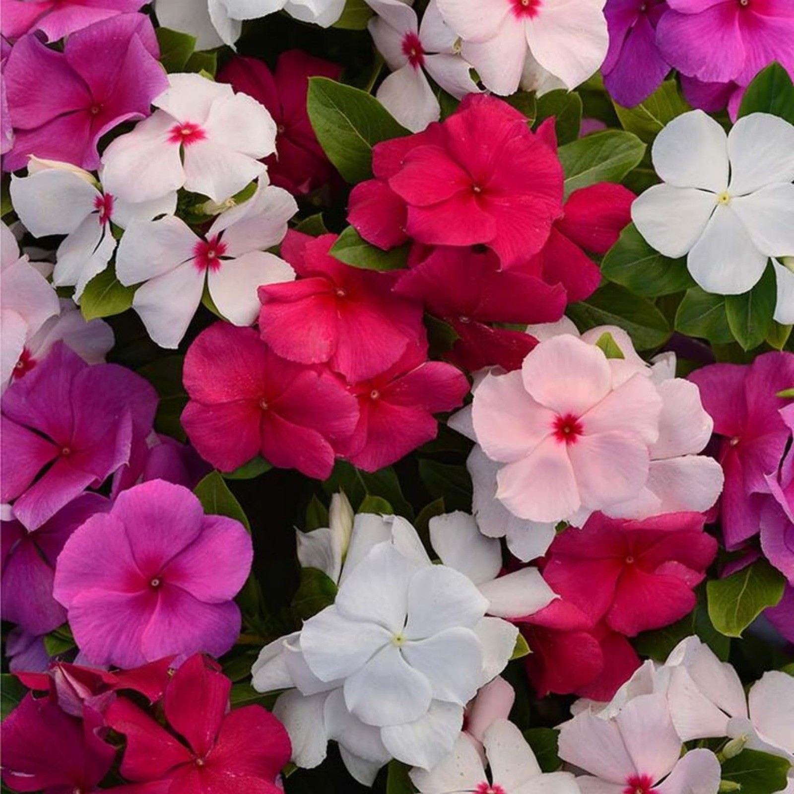 150+ Periwinkle Vinca Seeds Garden Flowers & Ground Cover Plants Dwarf Flower…
